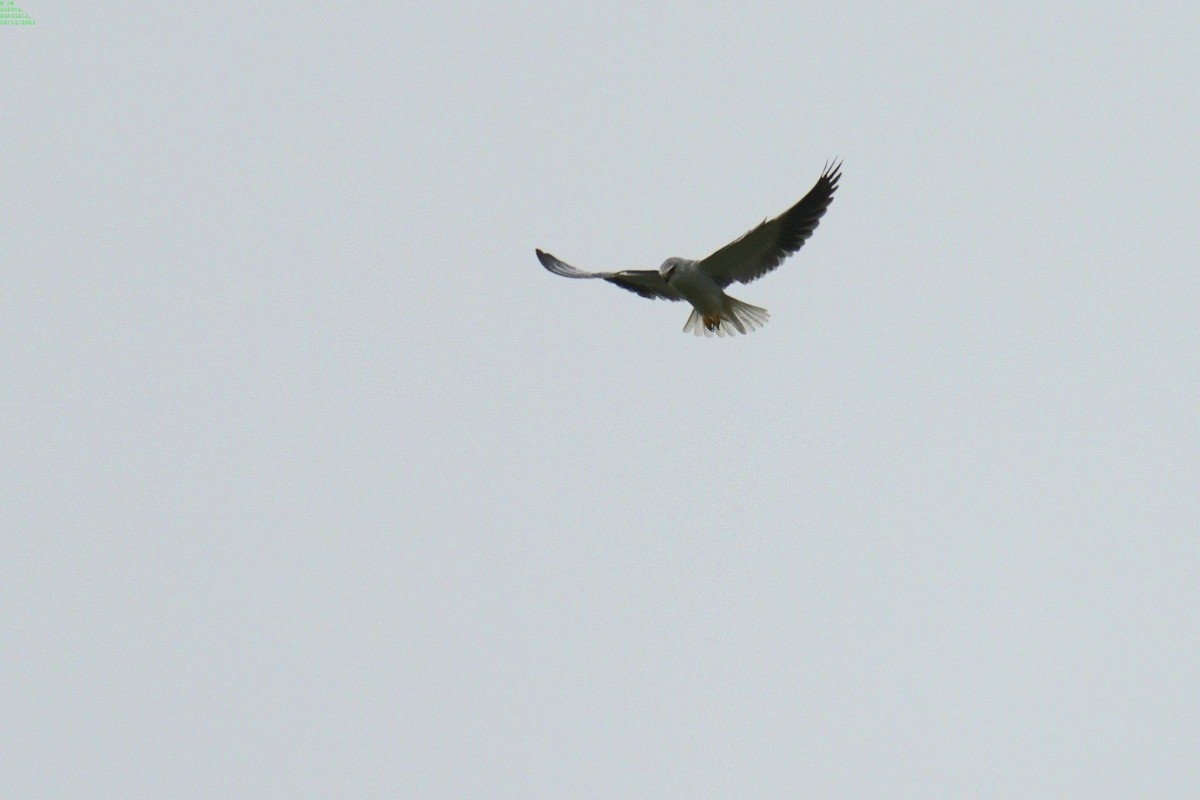 Black-winged Kite - ML392673191