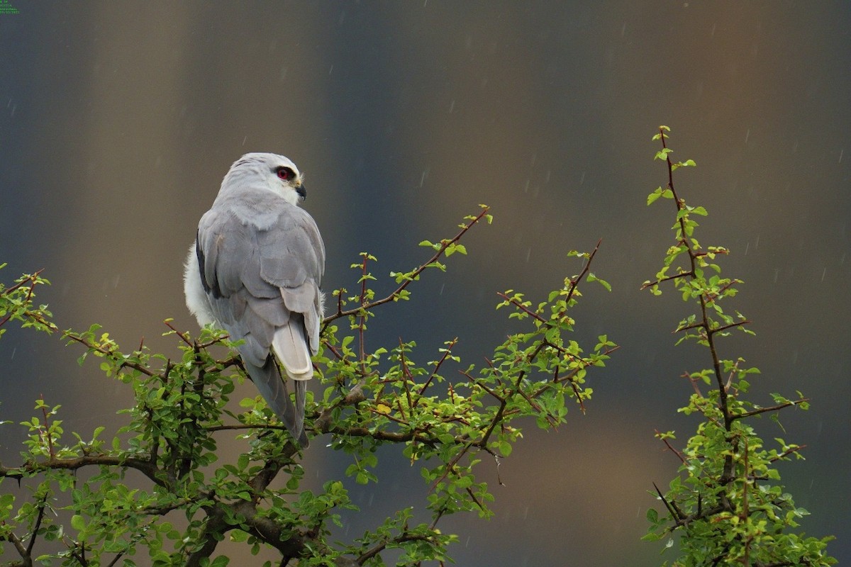 Black-winged Kite - ML392673221