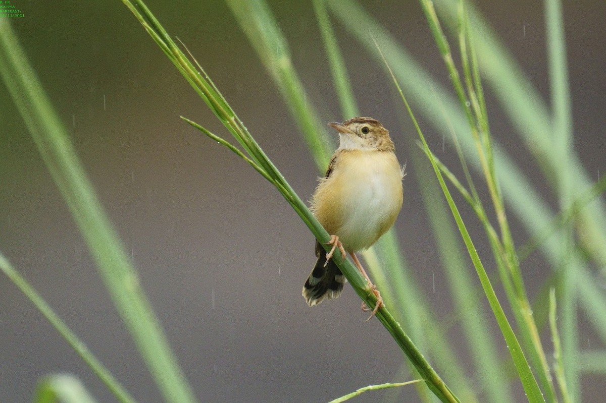 Zitting Cisticola - ML392673471