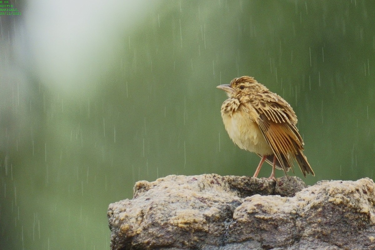 Jerdon's Bushlark - ML392673511