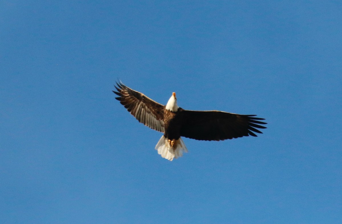 Bald Eagle - ML392673671