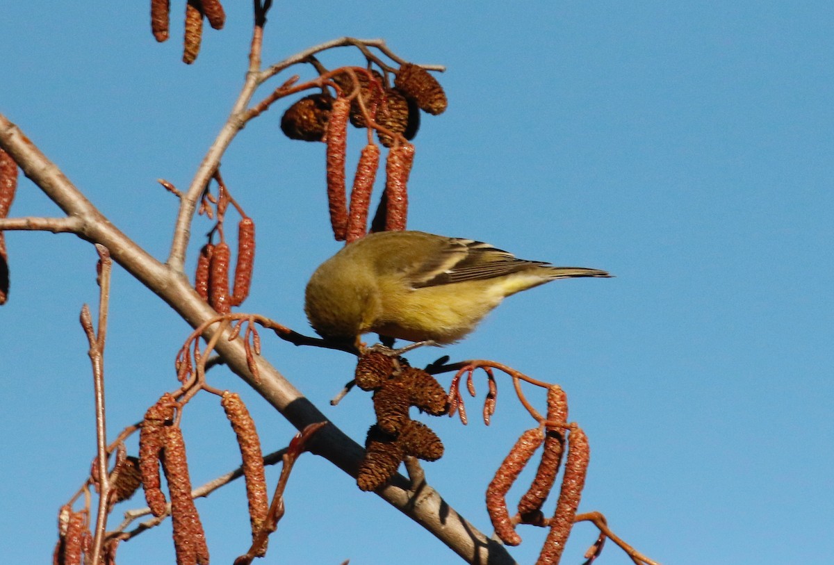 Lesser Goldfinch - ML392674601