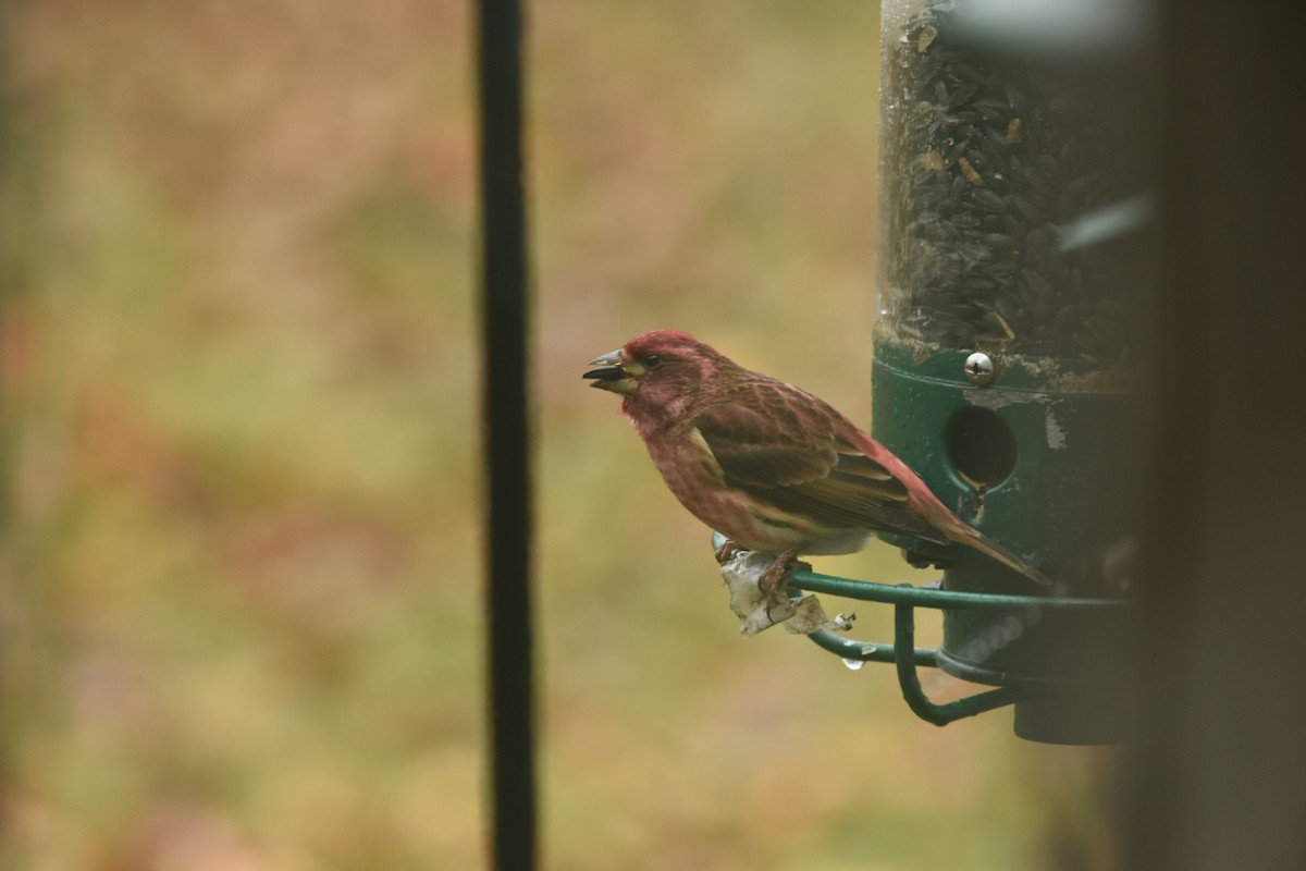 Purple Finch - ML392675241