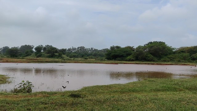 Hirondelle fluviatile - ML392675331