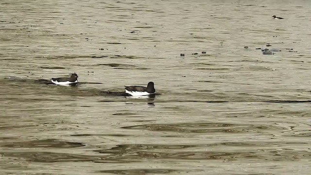 Thick-billed Murre - ML392675971