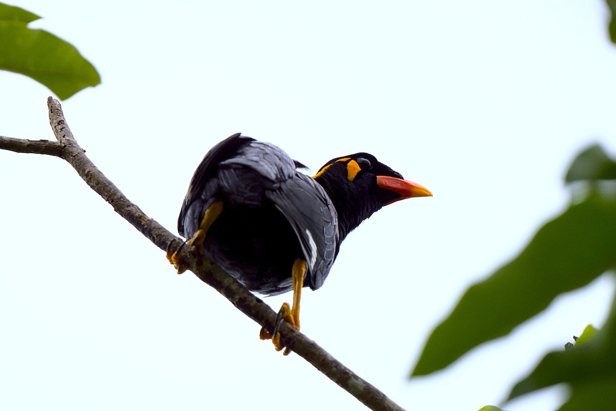 Common Hill Myna - ML392675981