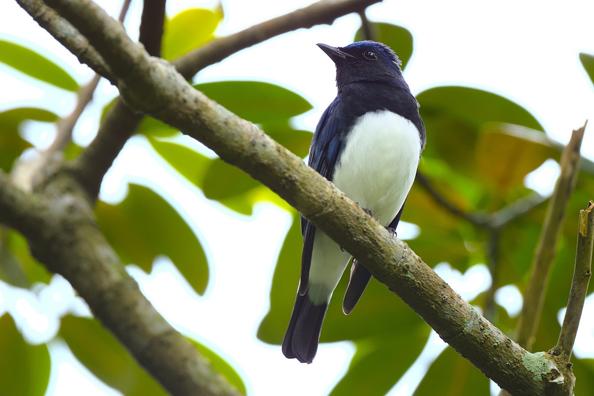 Blue-and-white Flycatcher - ML392676221