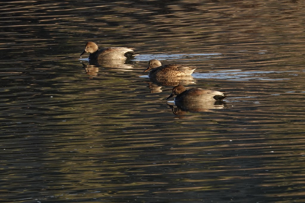 Canard chipeau - ML392677891