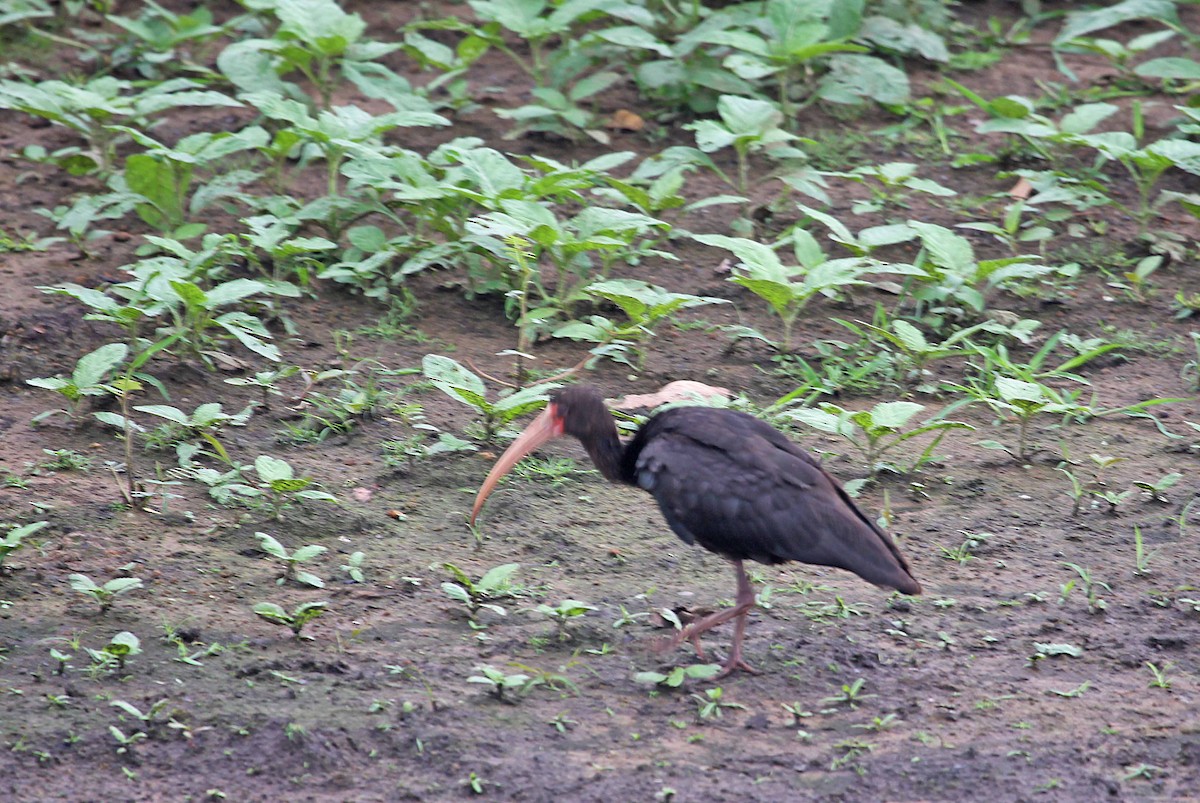 Bare-faced Ibis - Ricardo Santamaria