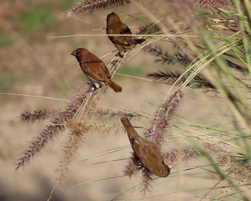 Scaly-breasted Munia - ML392681171