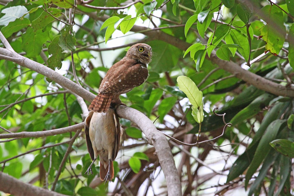 Ferruginous Pygmy-Owl - Ricardo Santamaria