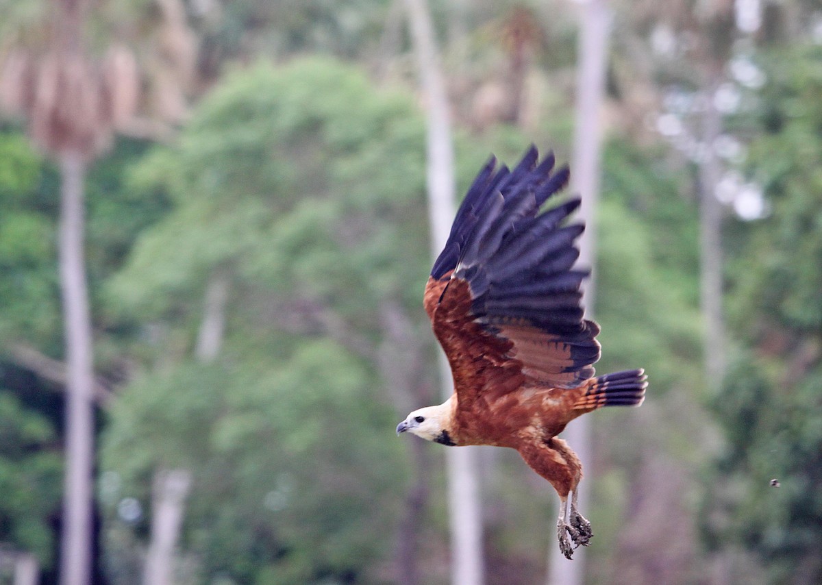 Black-collared Hawk - ML392682941