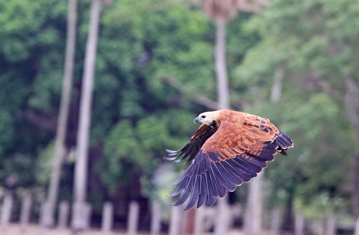 Black-collared Hawk - ML392682951