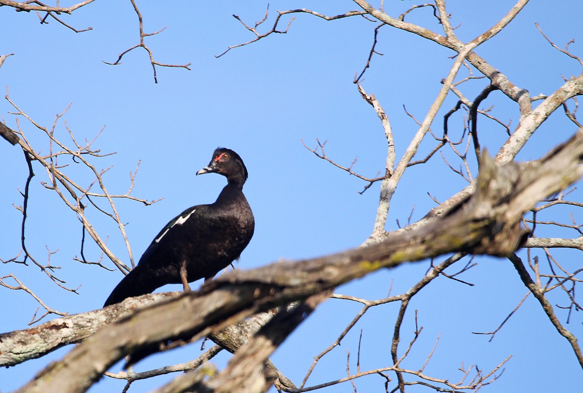 Muscovy Duck - ML392683751