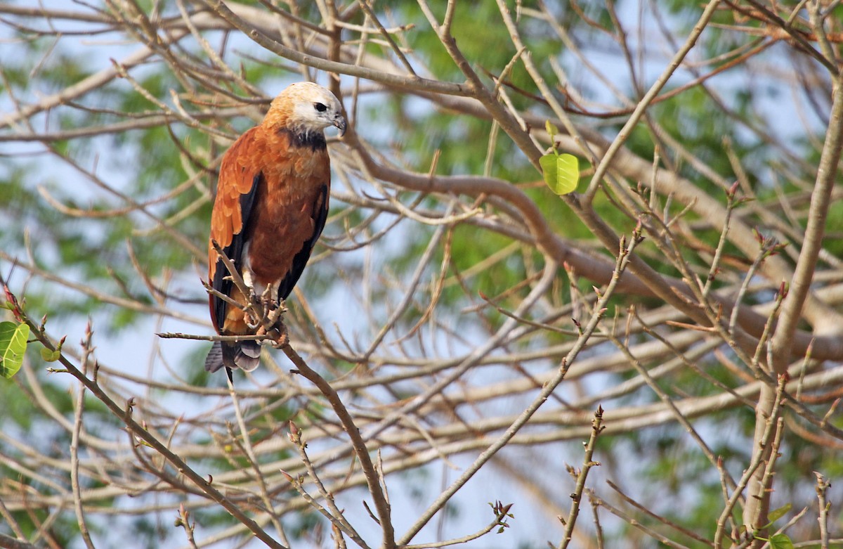 Black-collared Hawk - Ricardo Santamaria