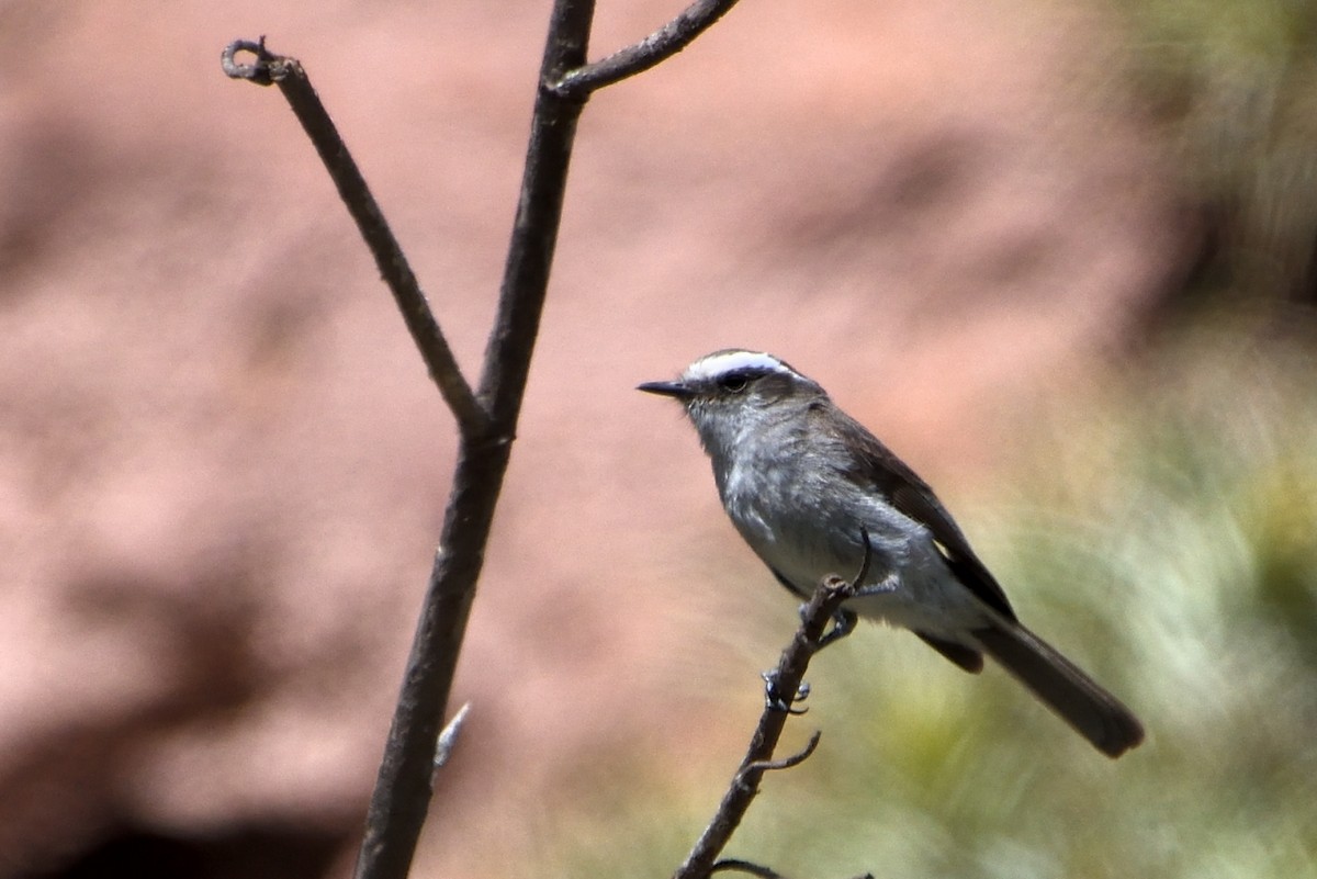 White-browed Chat-Tyrant - ML392684781