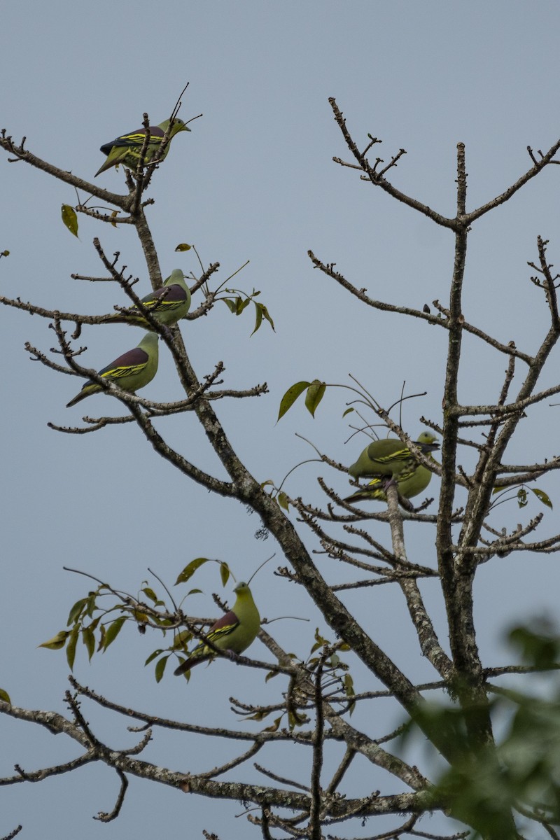 Gray-fronted Green-Pigeon - ML392685021