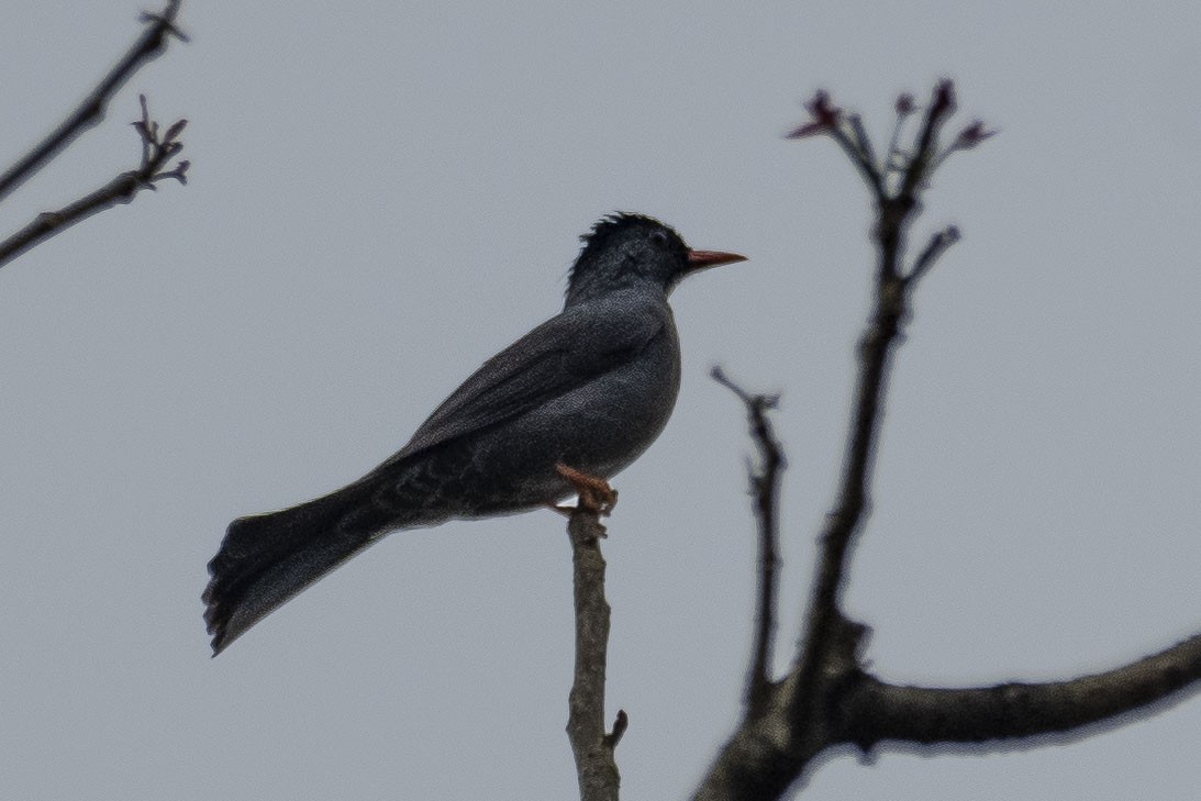 Square-tailed Bulbul - ML392685051