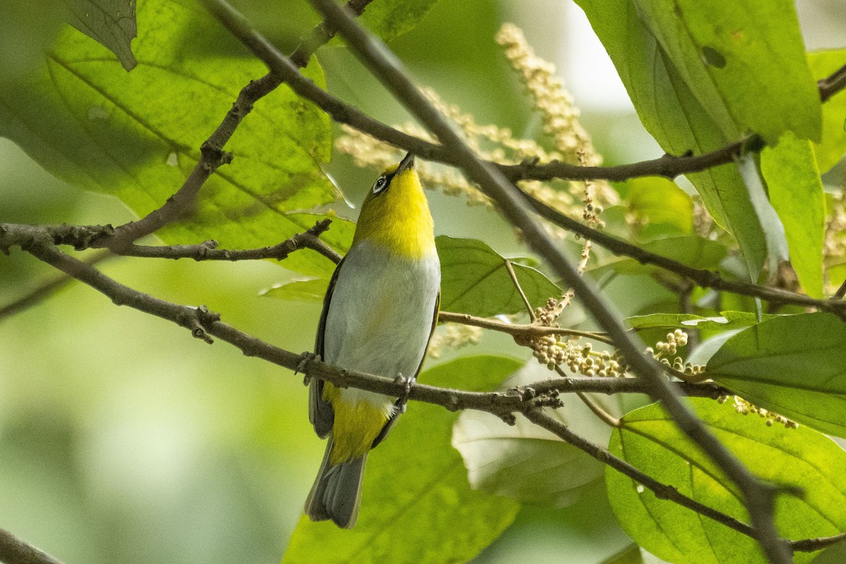 Indian White-eye - ML392685151