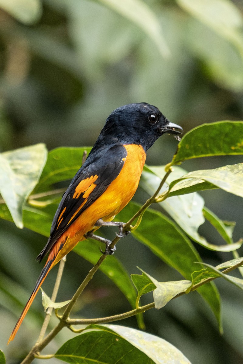 Orange Minivet - ML392685201