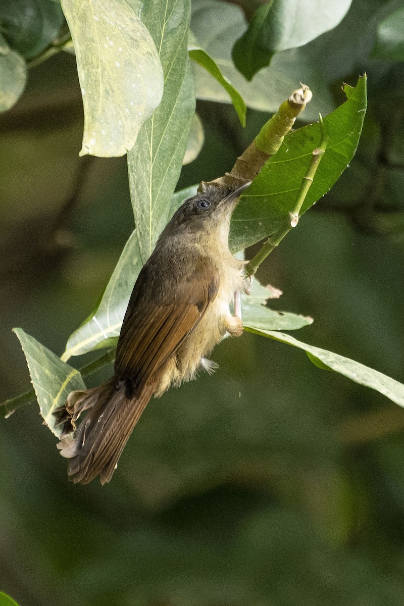 Brown-cheeked Fulvetta - ML392685291