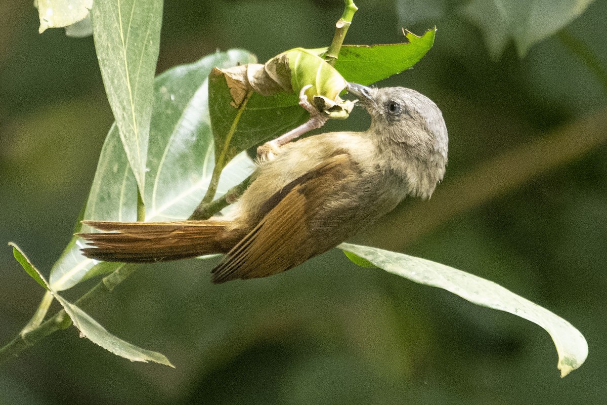 Brown-cheeked Fulvetta - ML392685471