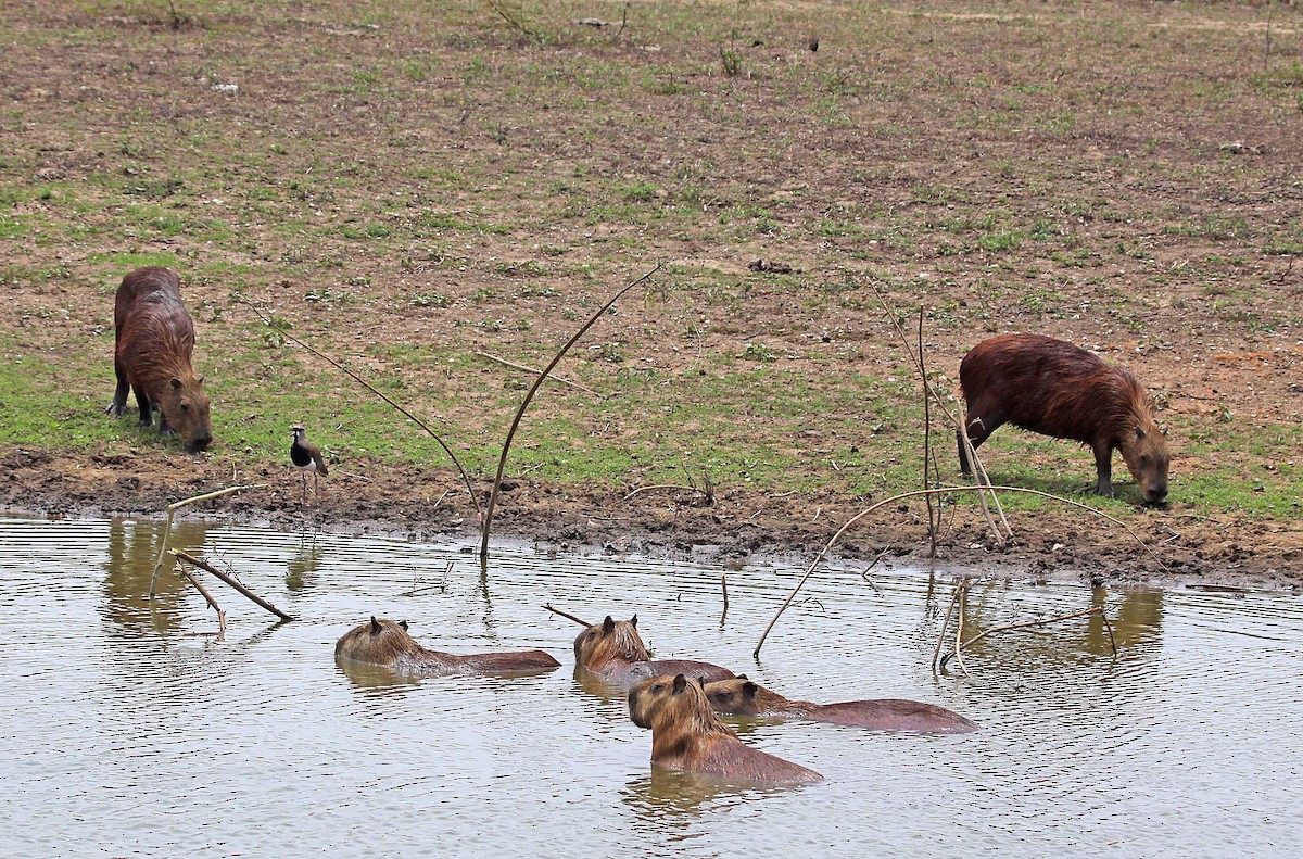 Southern Lapwing - ML392685671