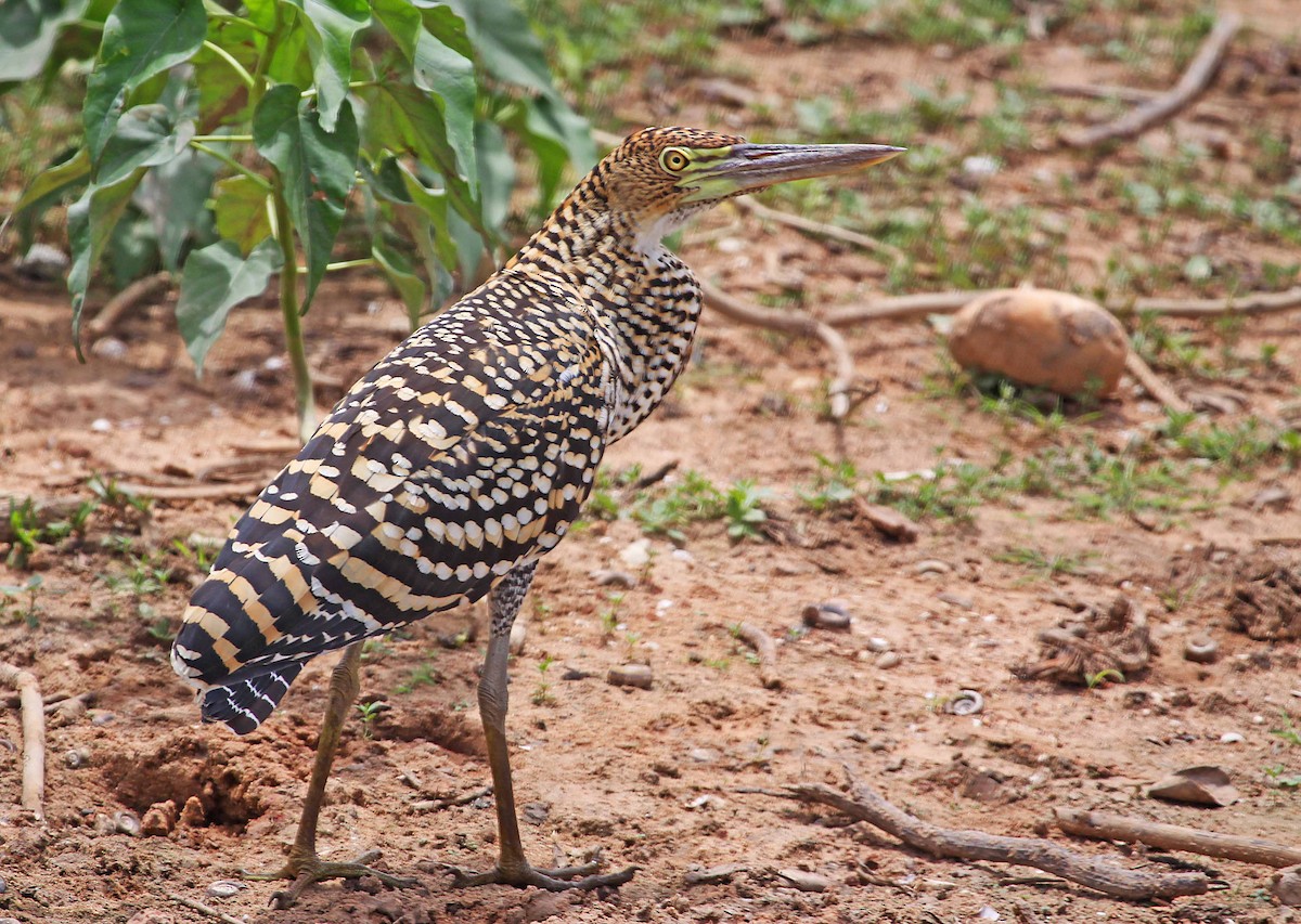 Rufescent Tiger-Heron - Ricardo Santamaria