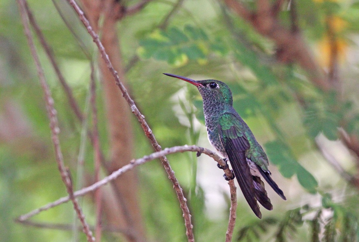 Glittering-throated Emerald - ML392685981