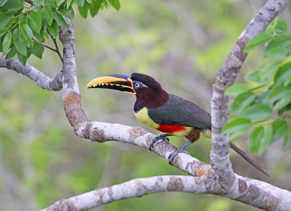 Chestnut-eared Aracari - ML392686401