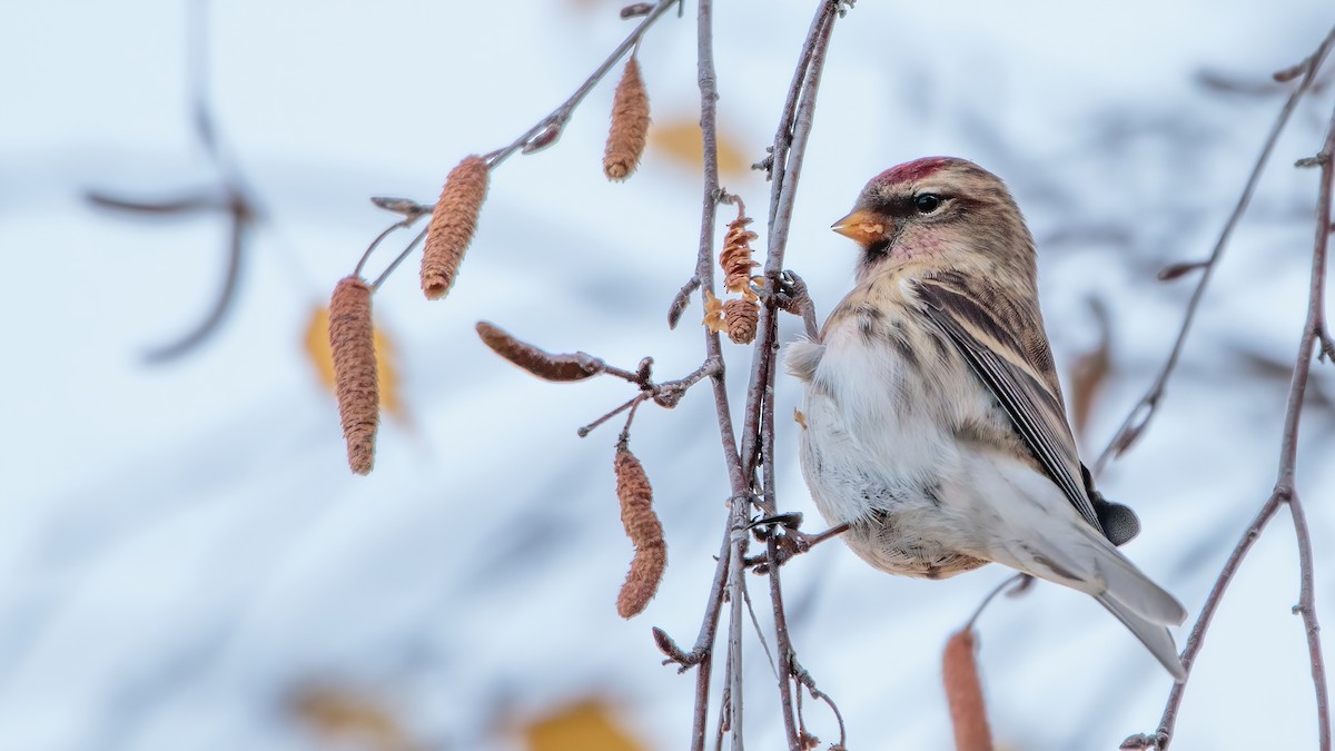 Lesser Redpoll - ML392687301