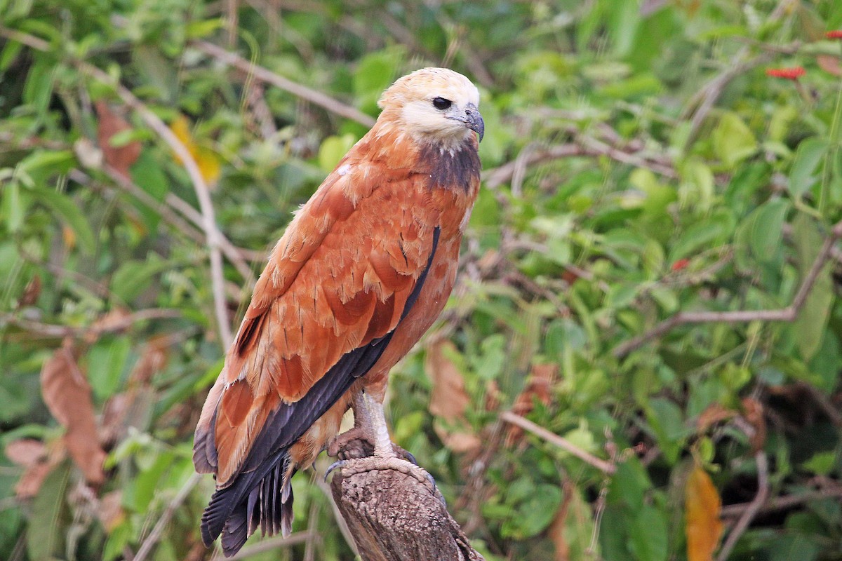 Black-collared Hawk - ML392687831