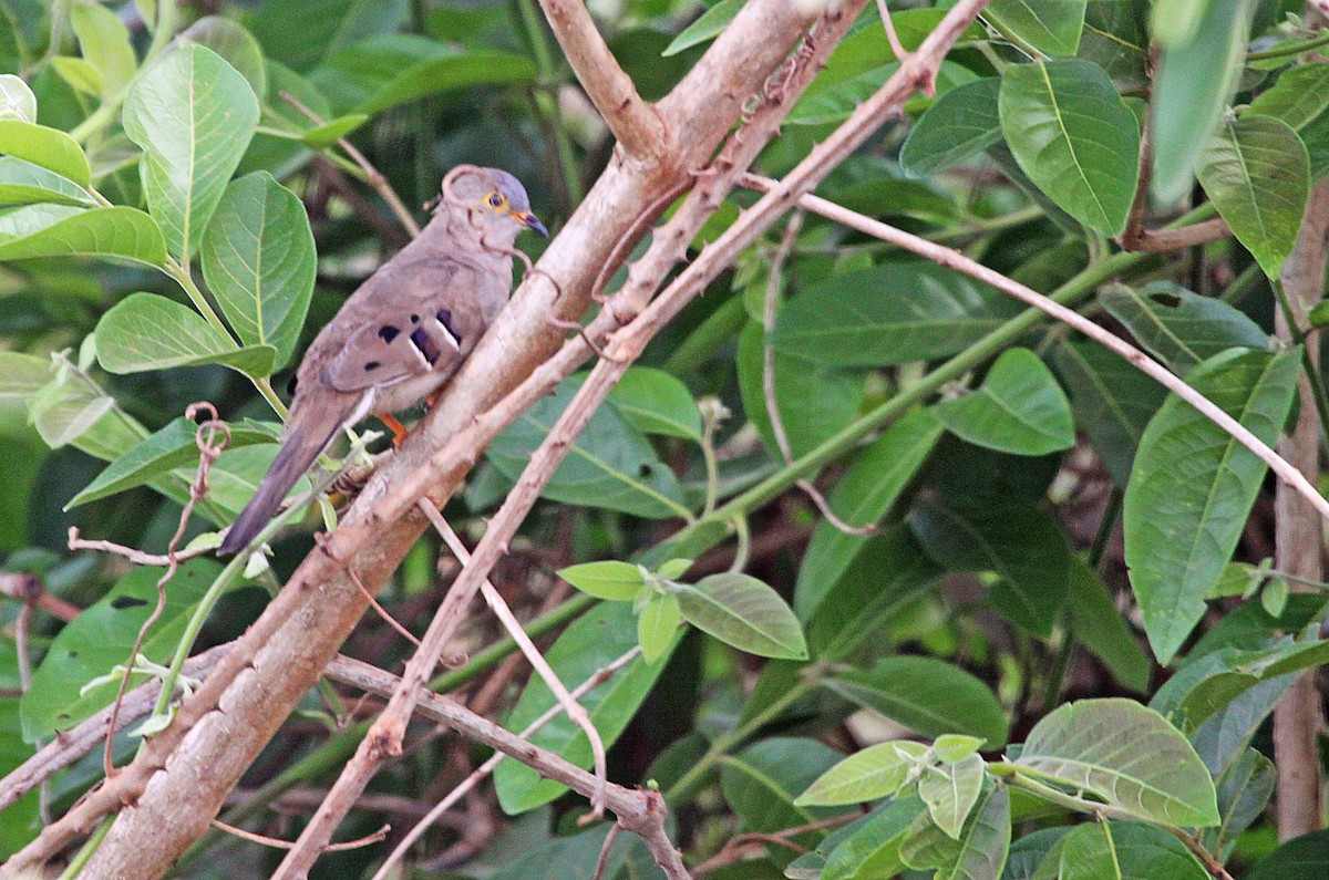 Long-tailed Ground Dove - ML392687881