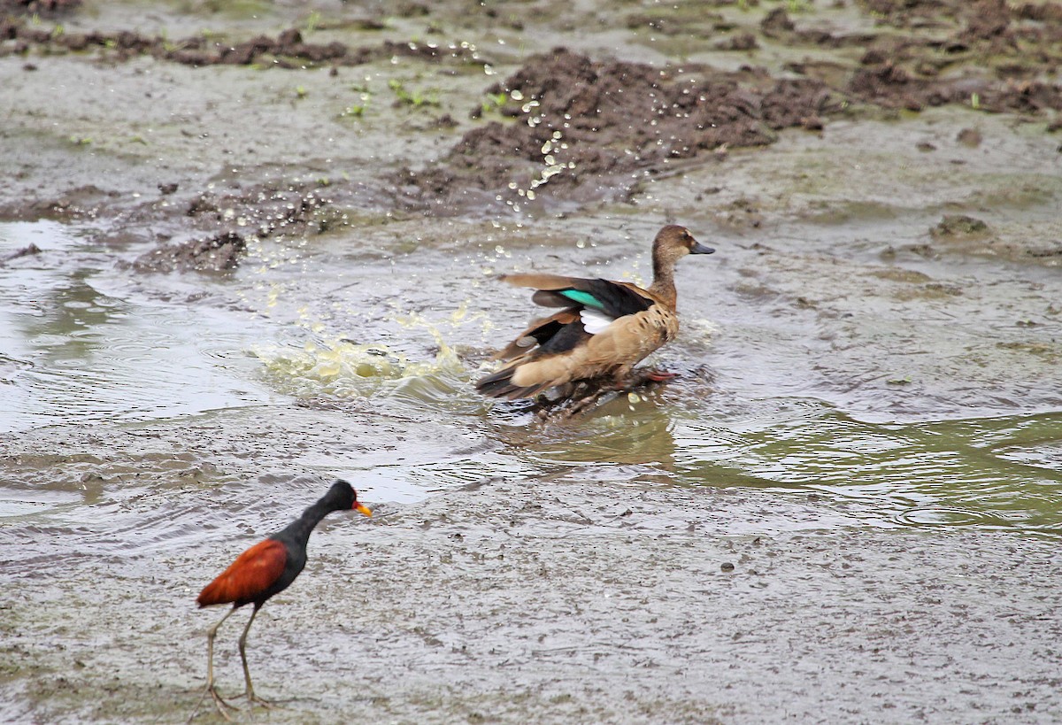 Pato Brasileño - ML392688001