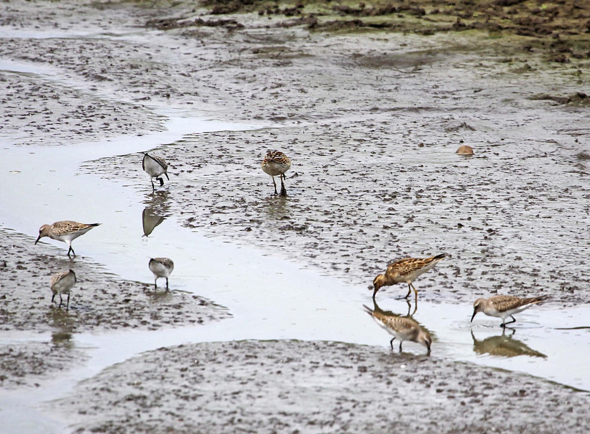 Baird's Sandpiper - ML392688111