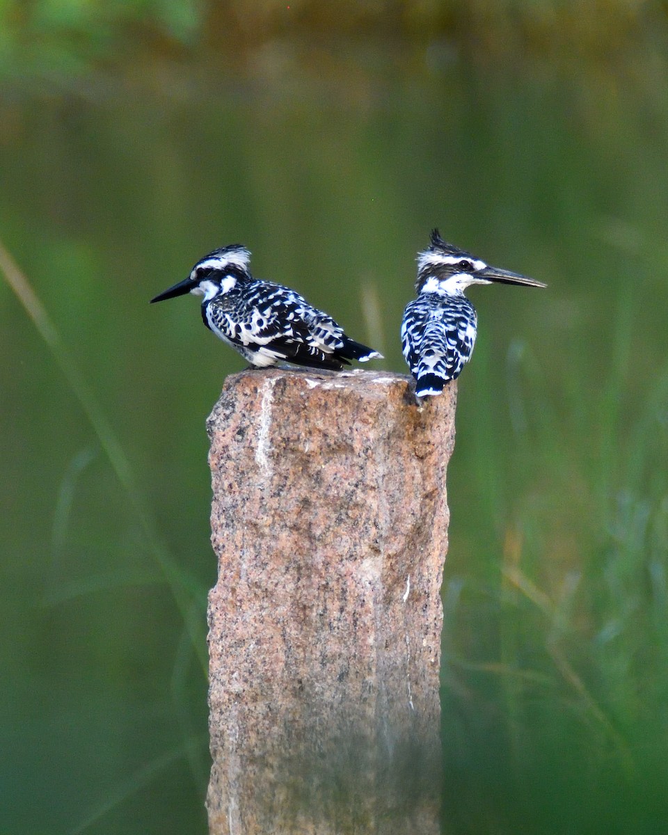 Pied Kingfisher - ML392688891