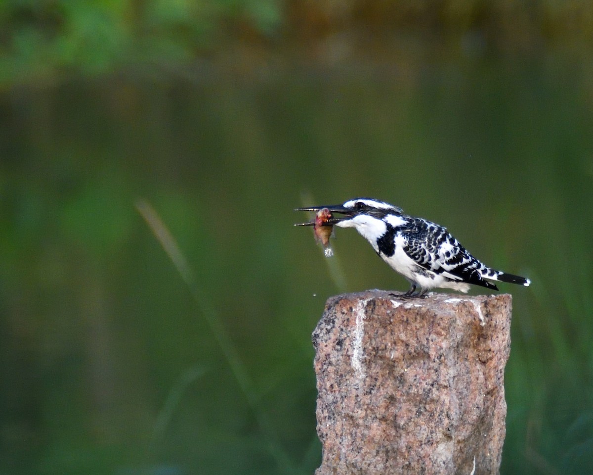 Pied Kingfisher - ML392688931