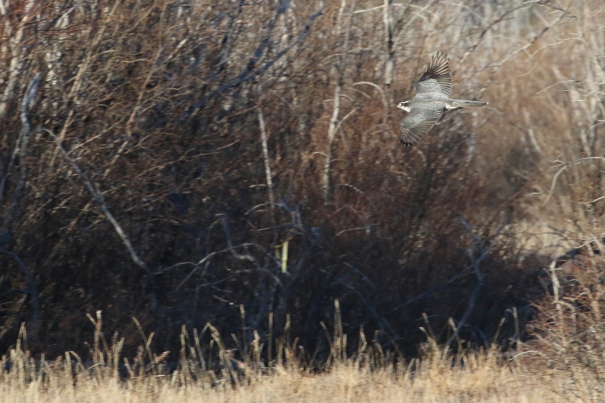 American Goshawk - ML39268901