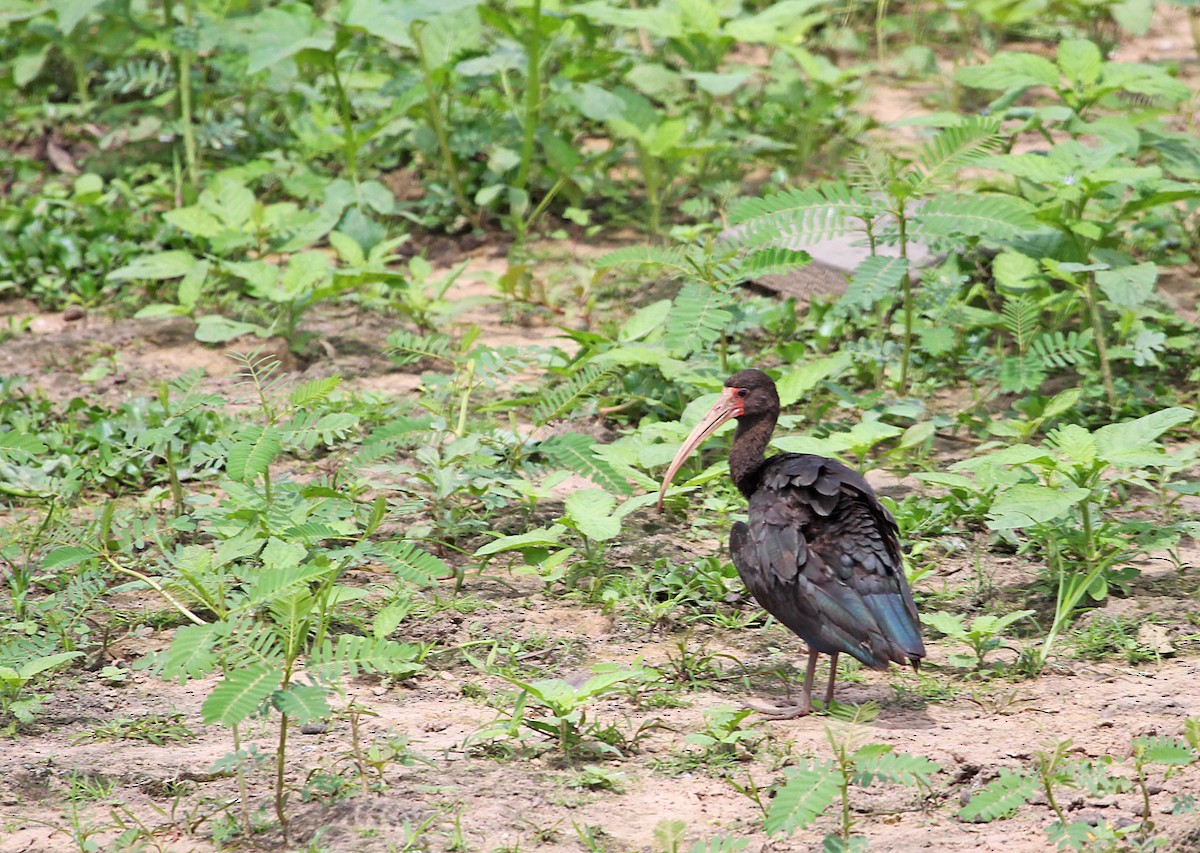 Bare-faced Ibis - Ricardo Santamaria