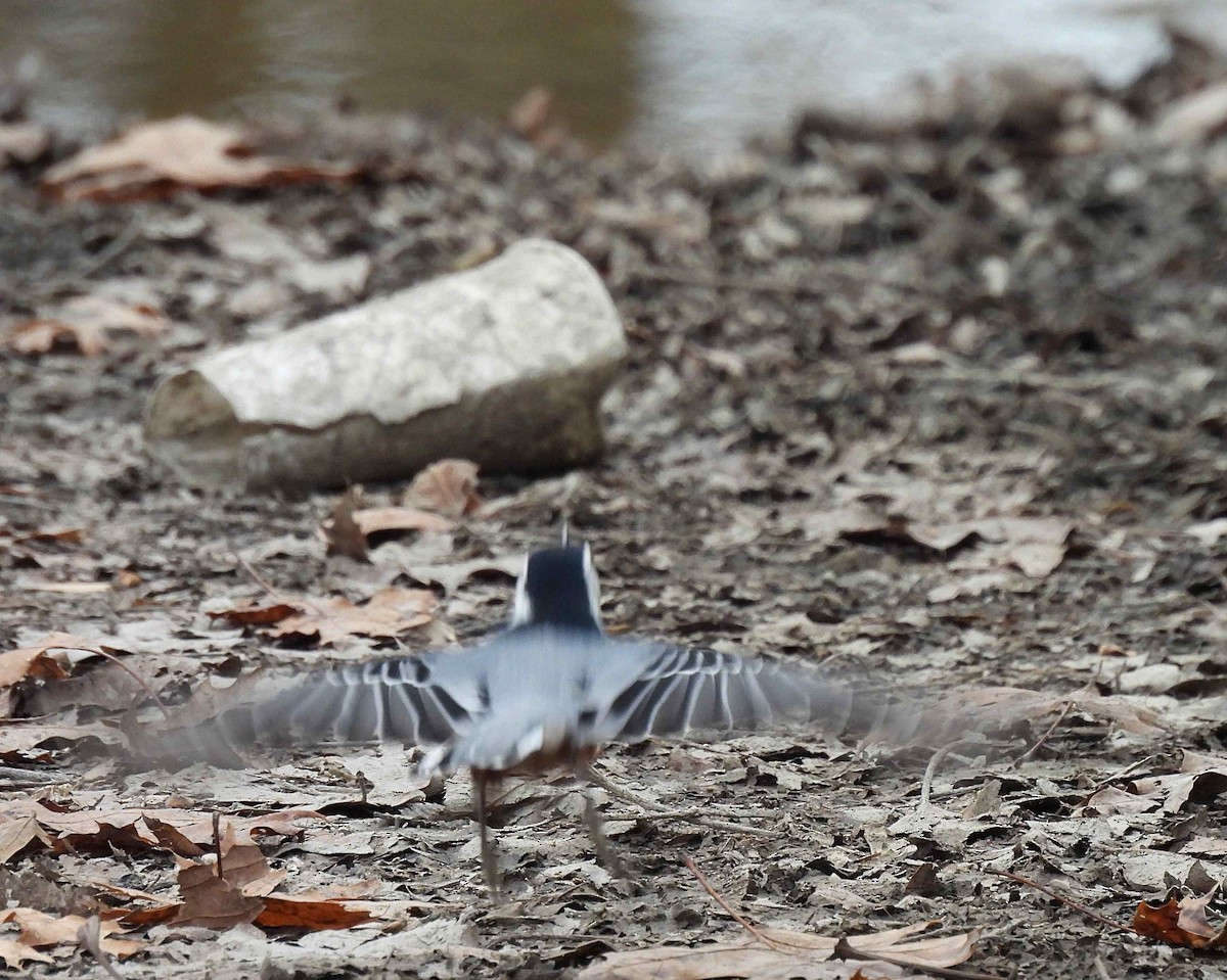 hvitbrystspettmeis (carolinensis) - ML392690281