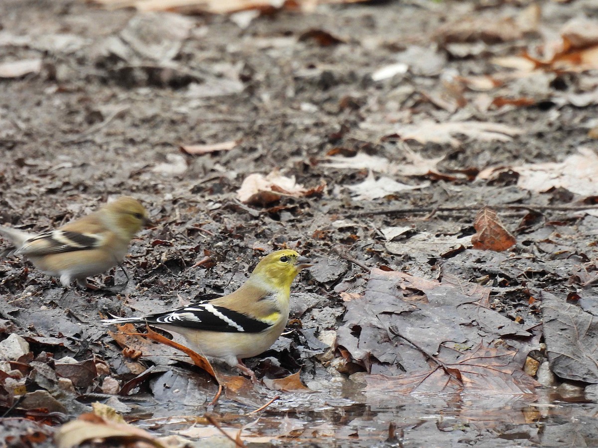 gulstillits - ML392690321