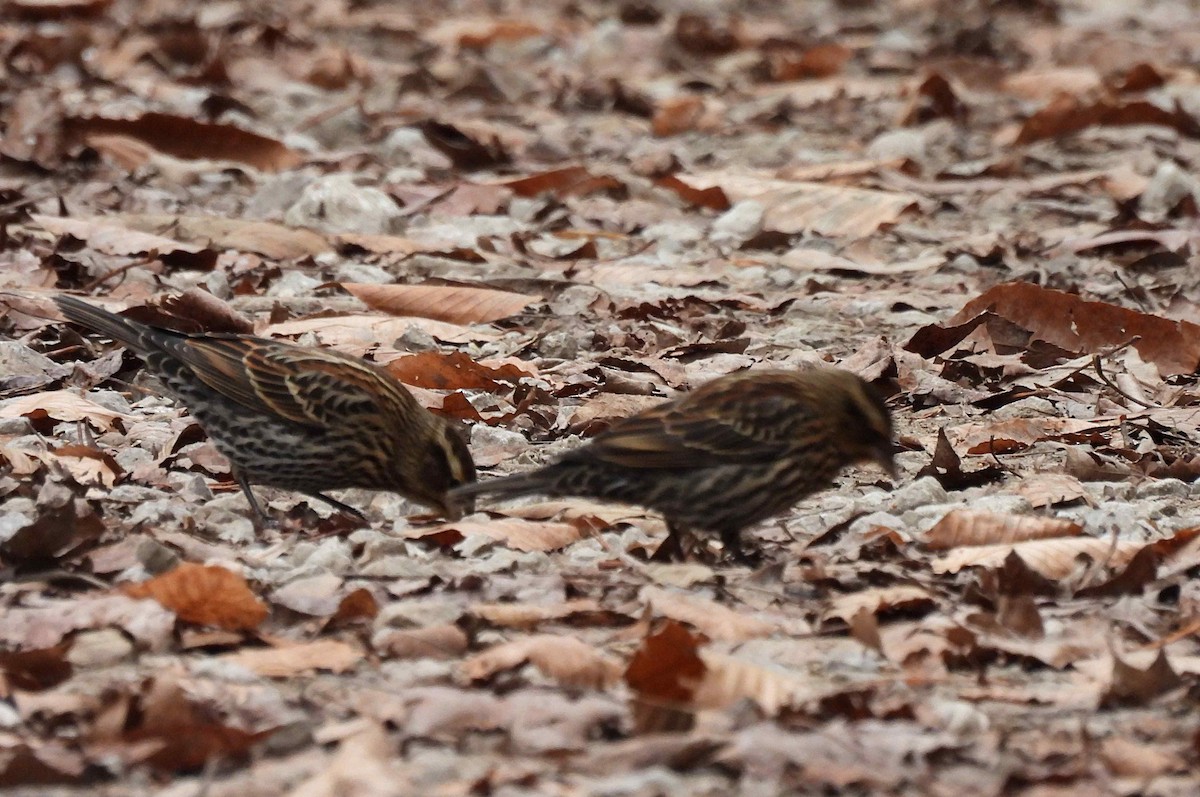 rødvingetrupial (phoeniceus gr.) - ML392690631