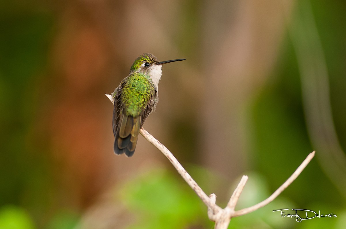 Cuban Emerald - ML39269131