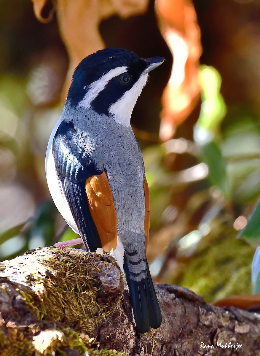 White-browed Shrike-Babbler (Himalajawürgervireo) - ML392692171