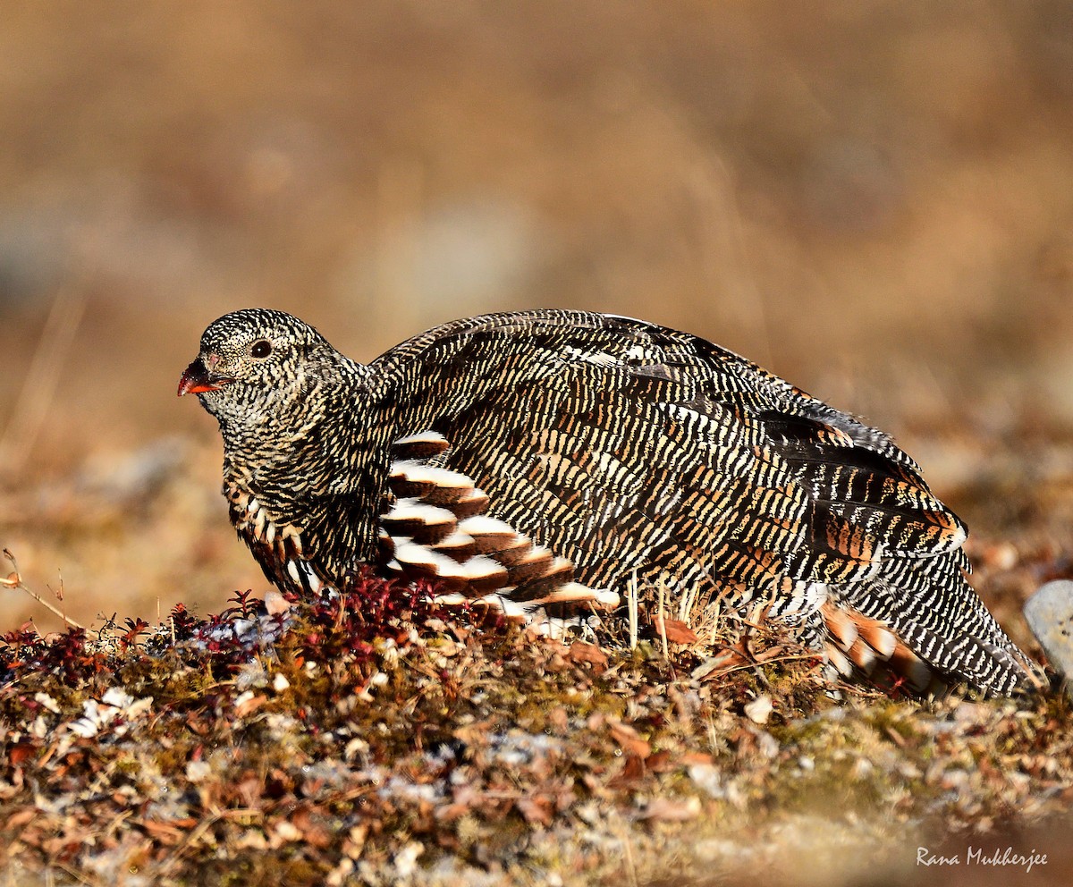 Snow Partridge - ML392693371