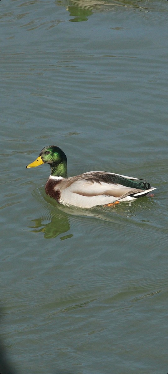 Stockente - ML392693551