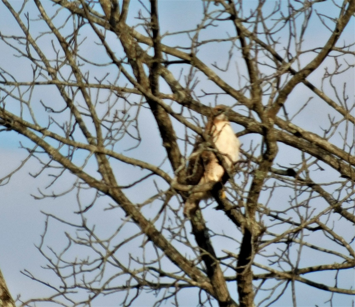 Red-tailed Hawk - ML392693721