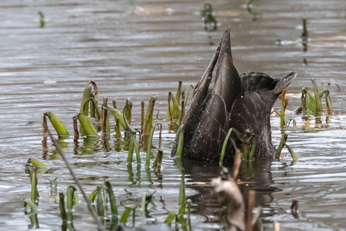 American Black Duck - Michael Newlon