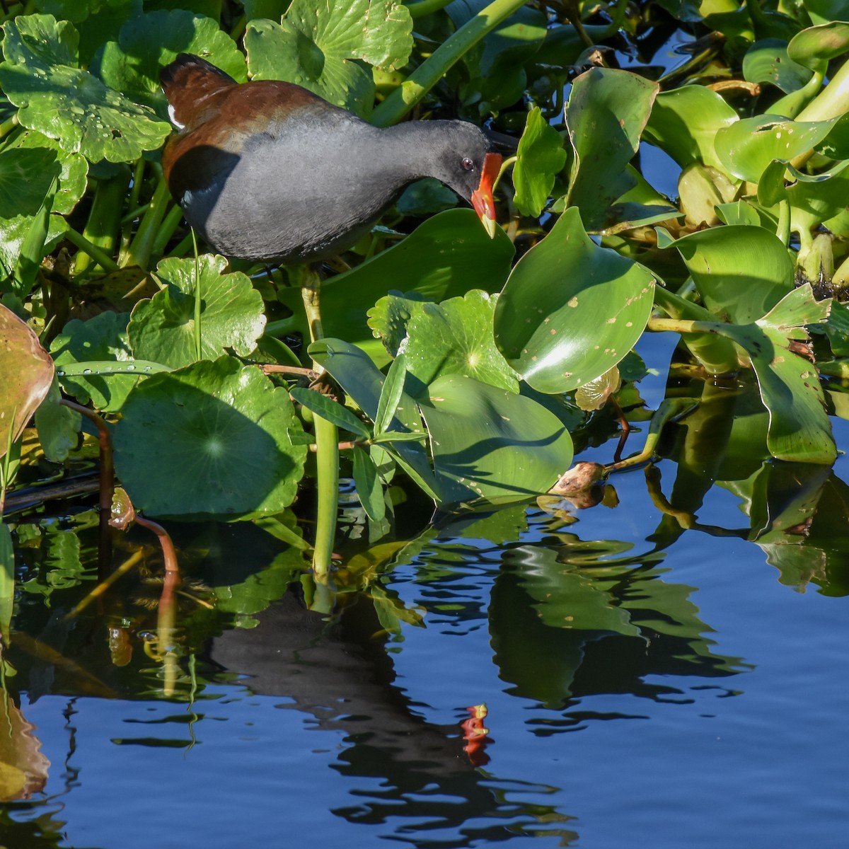 Gallinule d'Amérique - ML392698251