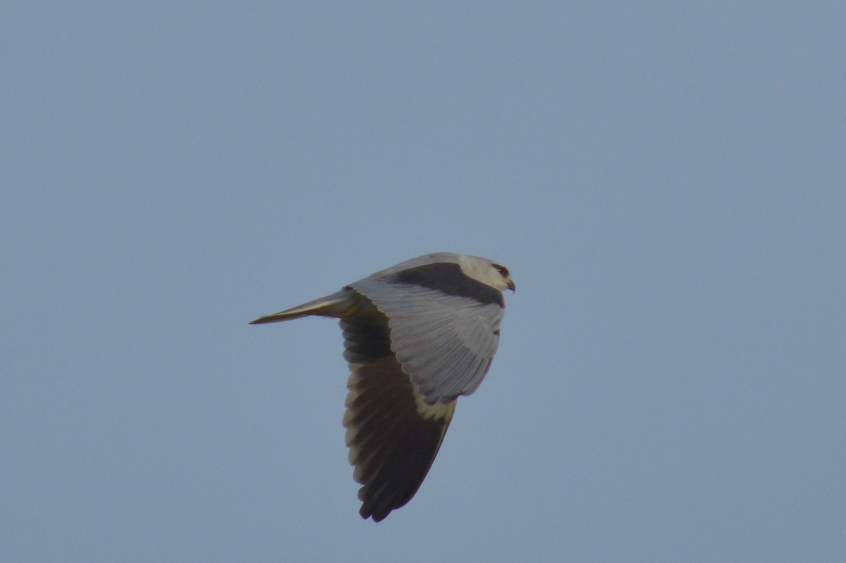 Black-winged Kite - Karthik Thrikkadeeri